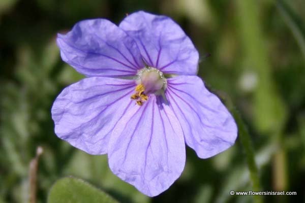 Flowers of Israel